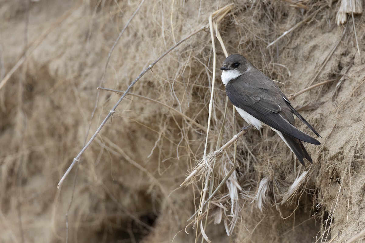 Береговушка - ML649051899