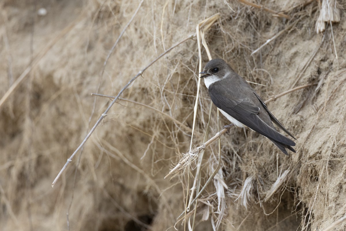 Береговушка - ML649051900