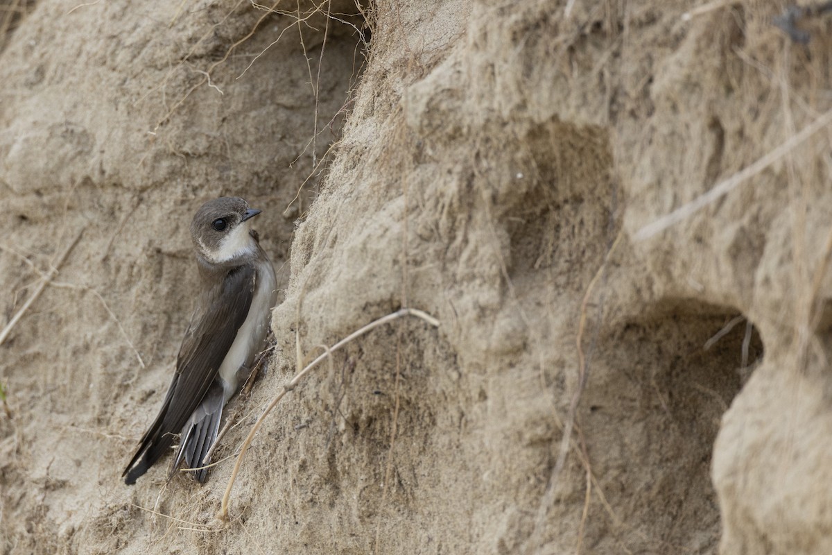 Береговушка - ML649051901