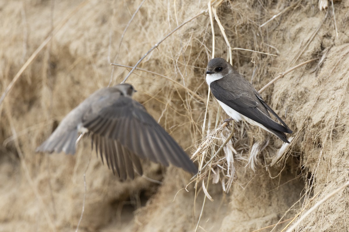 Береговушка - ML649051902