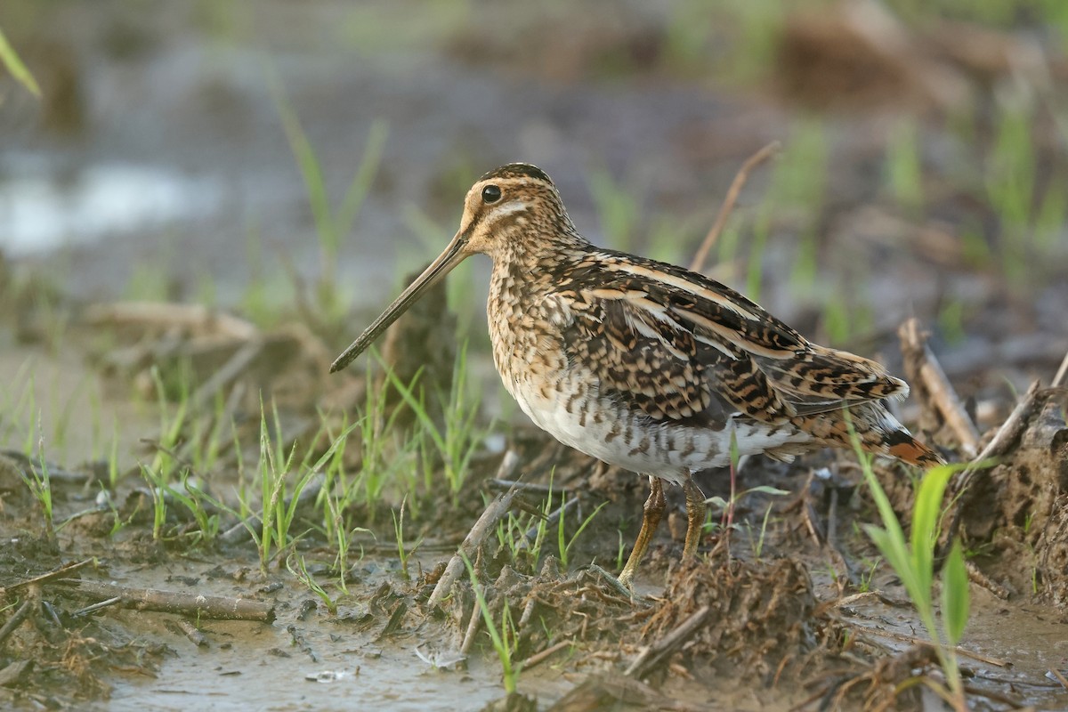 ML649052009 - Common Snipe - Macaulay Library