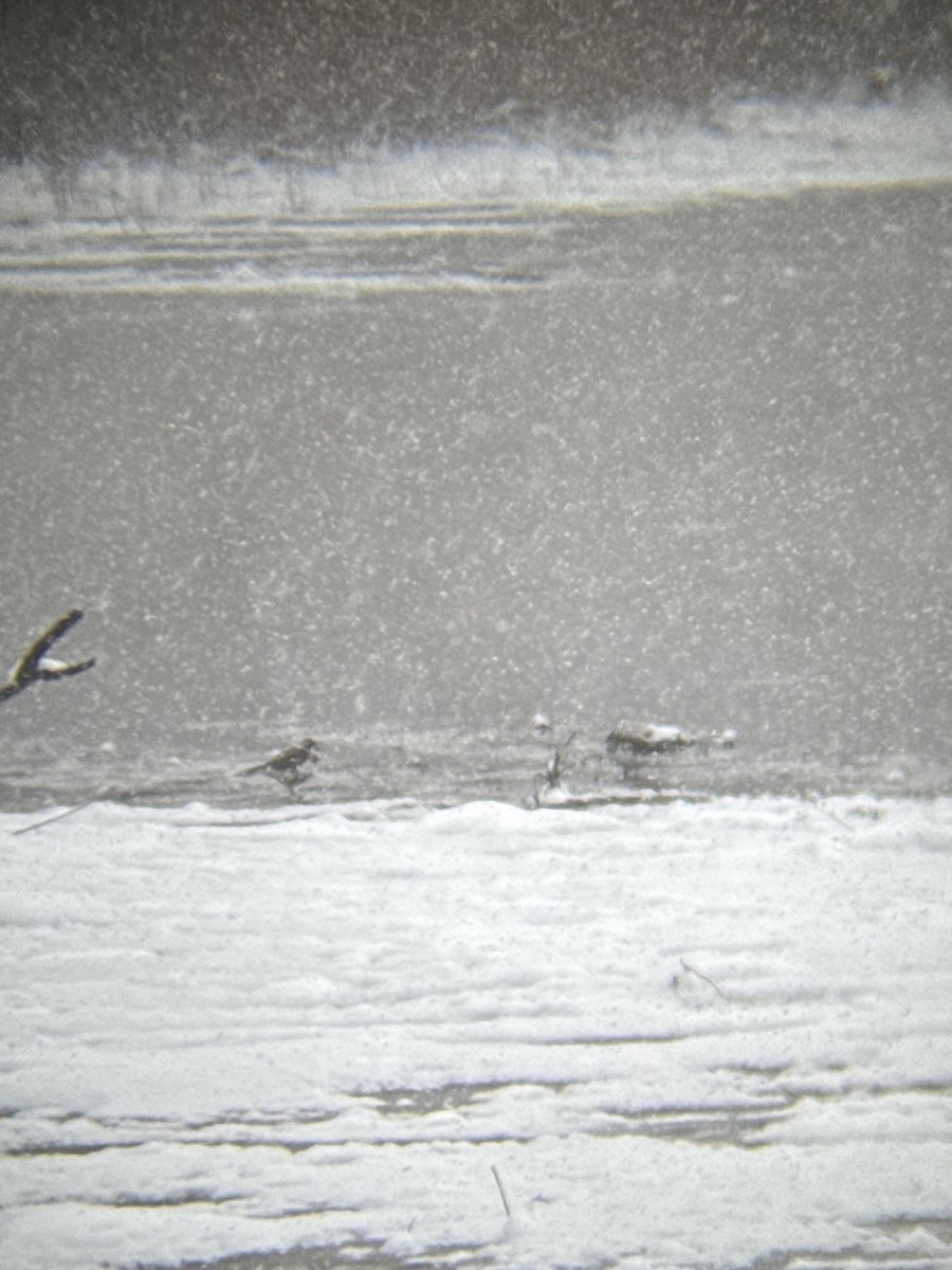 Пісочник крикливий - ML649052395