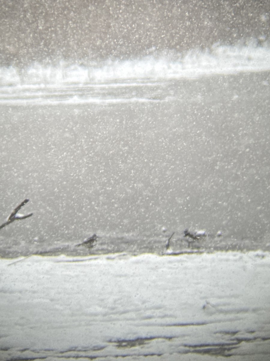 Пісочник крикливий - ML649052396