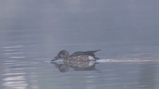 skjeand - ML649052511