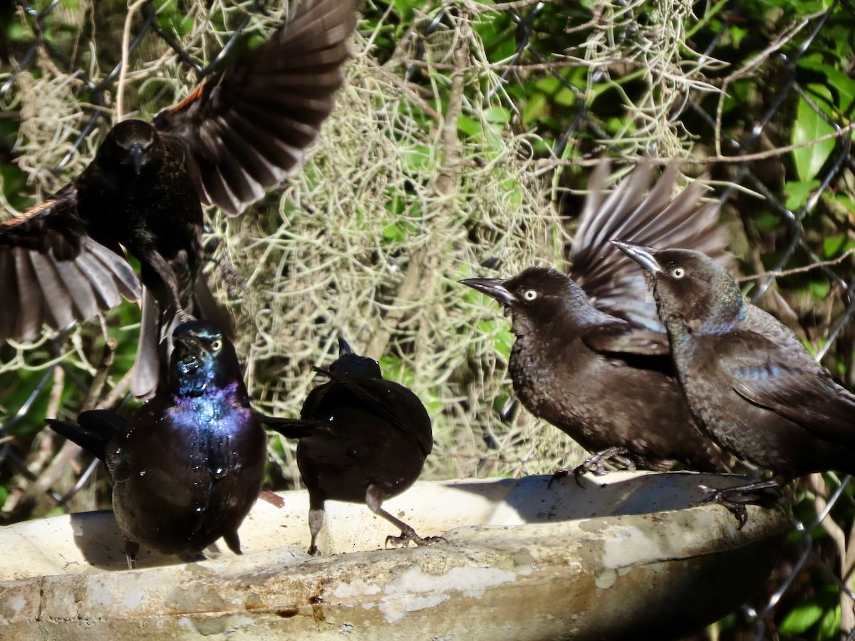 Common Grackle - ML649052515