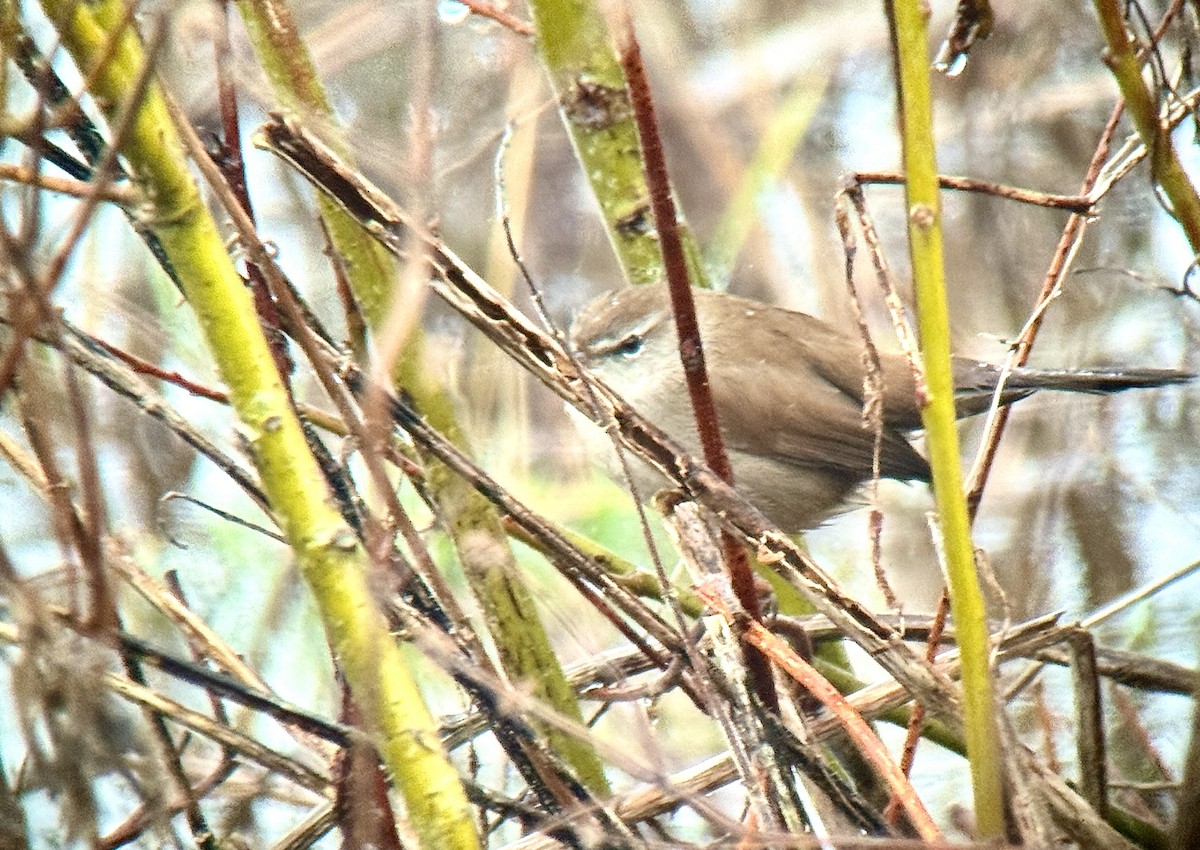 Cetti's Warbler - ML649052577