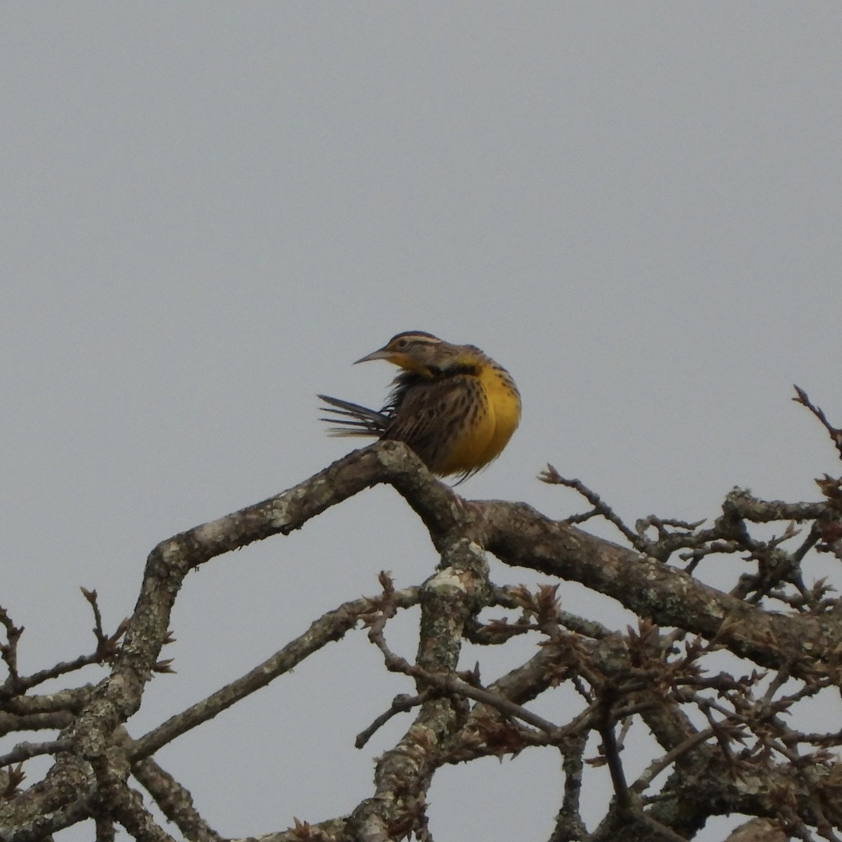 Western Meadowlark - ML649052609