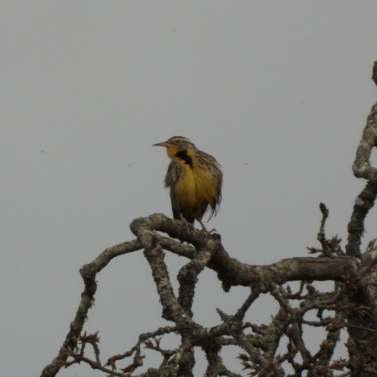 Western Meadowlark - ML649052610