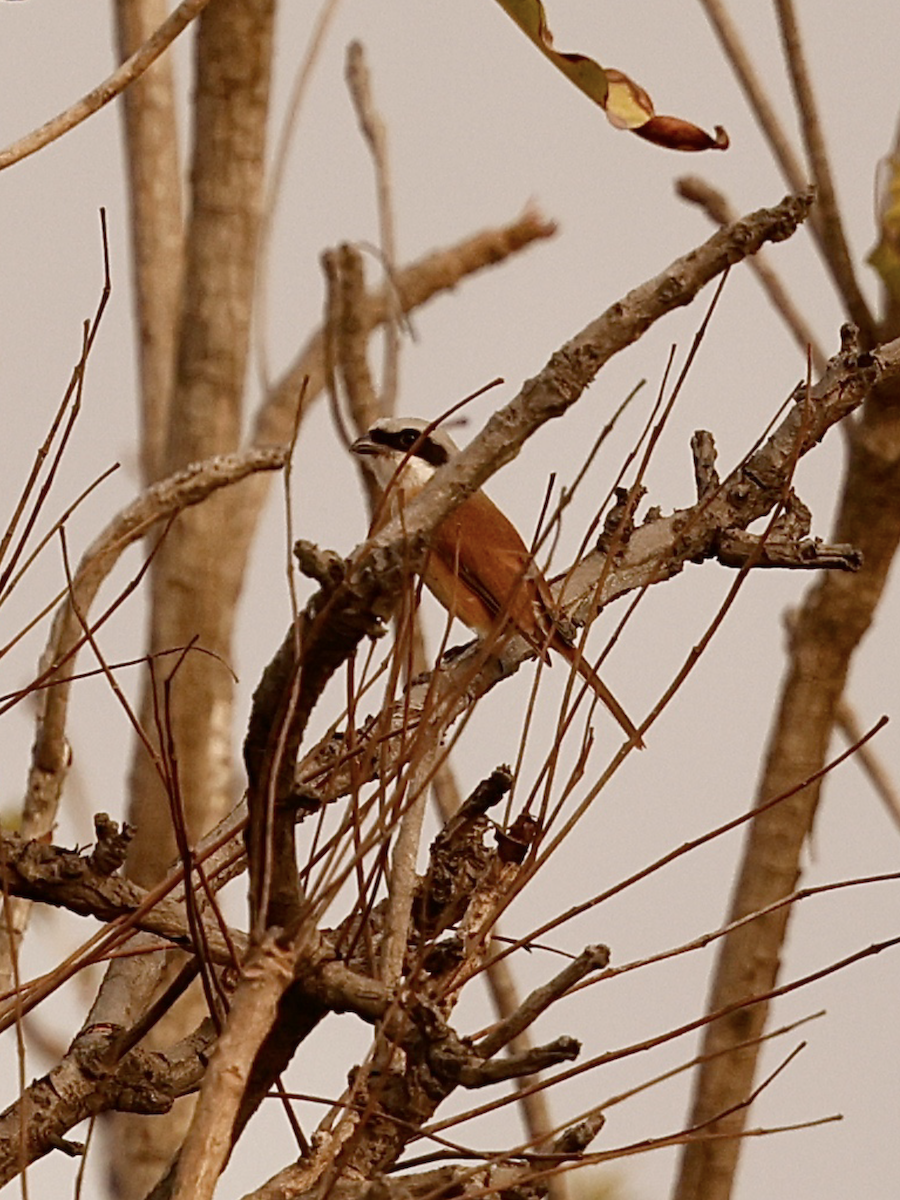 ťuhýk středoafrický - ML649053053