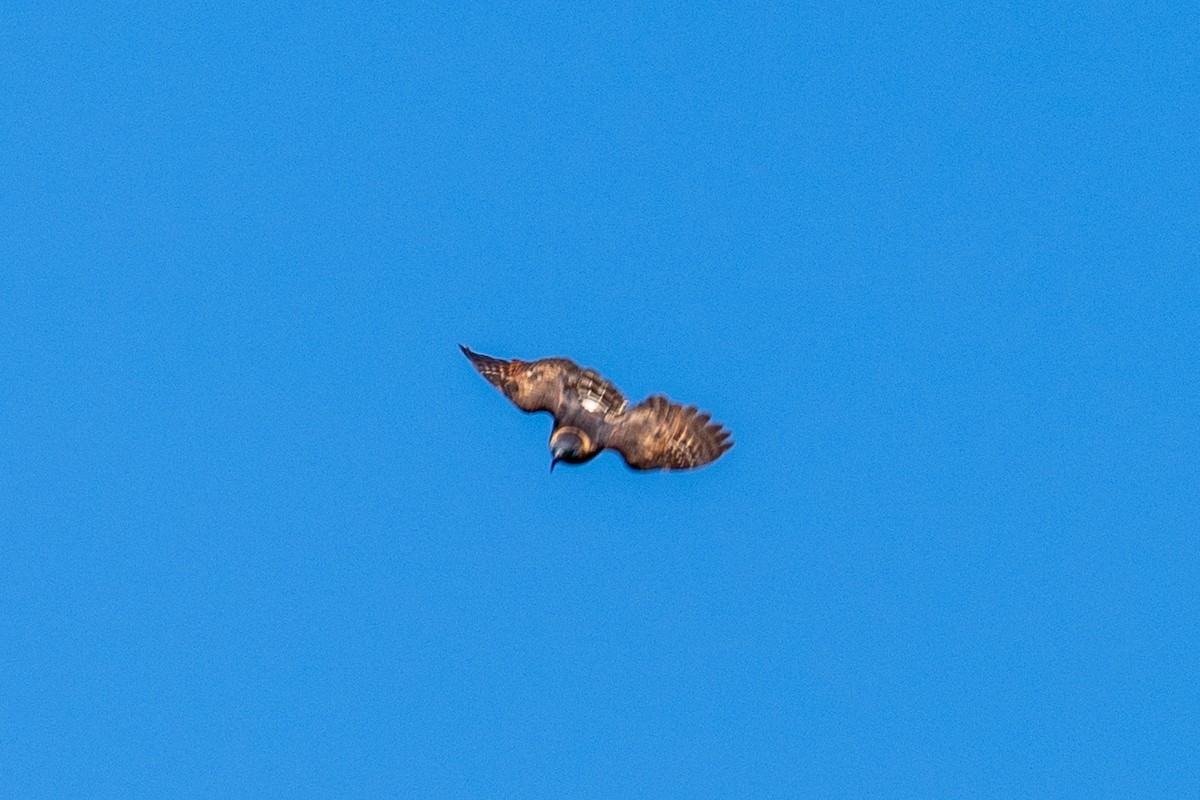 Hook-billed Kite - ML649053084
