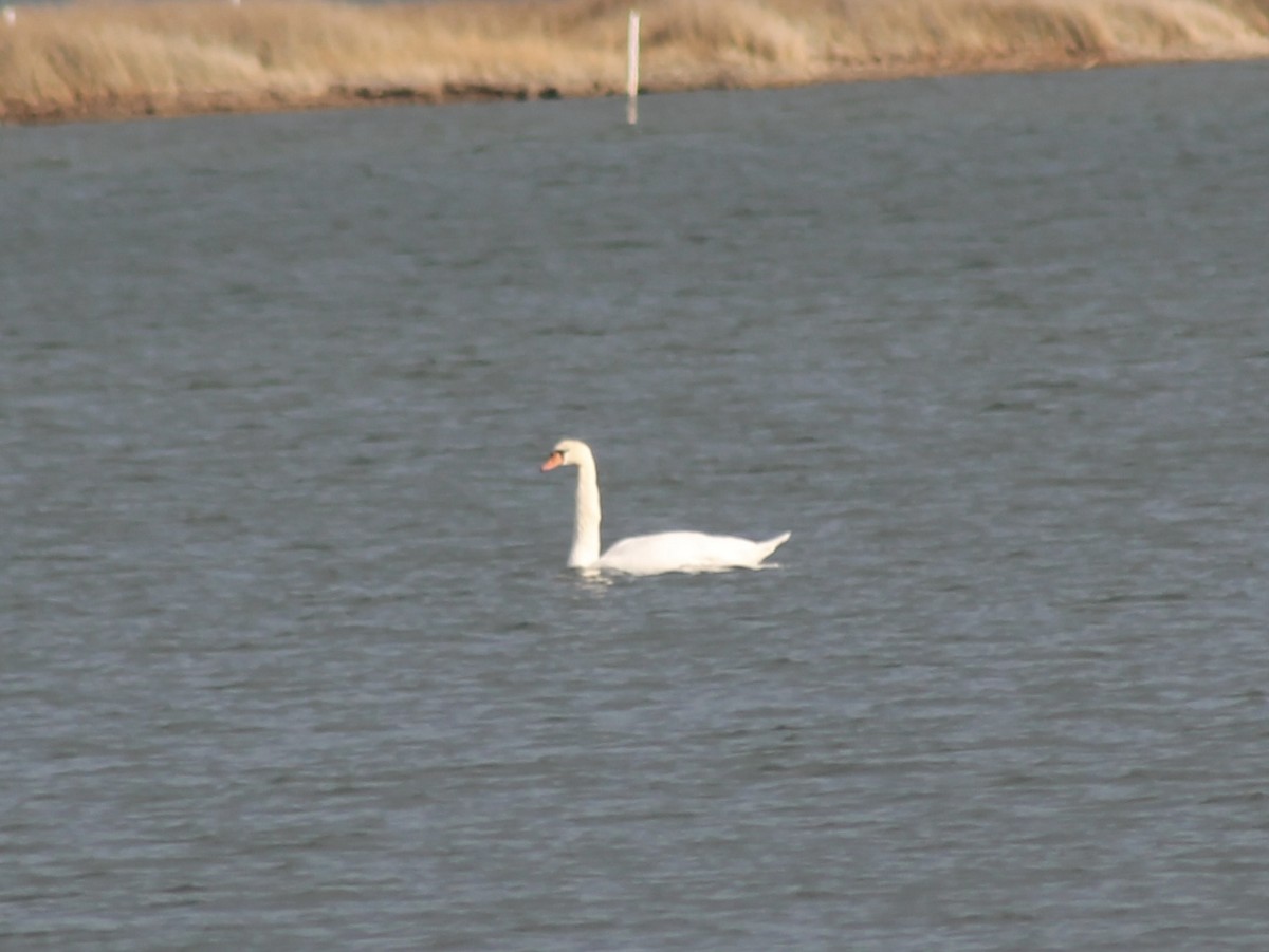 Mute Swan - ML649053087