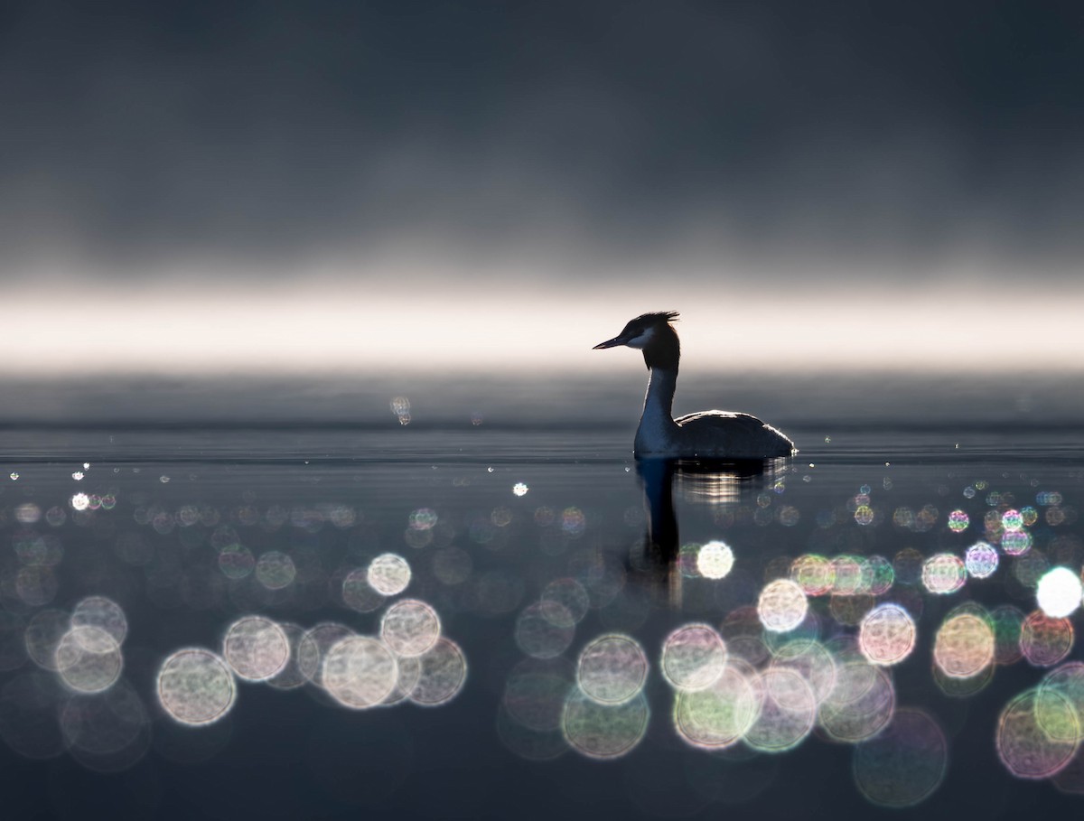 Great Crested Grebe - ML649053089