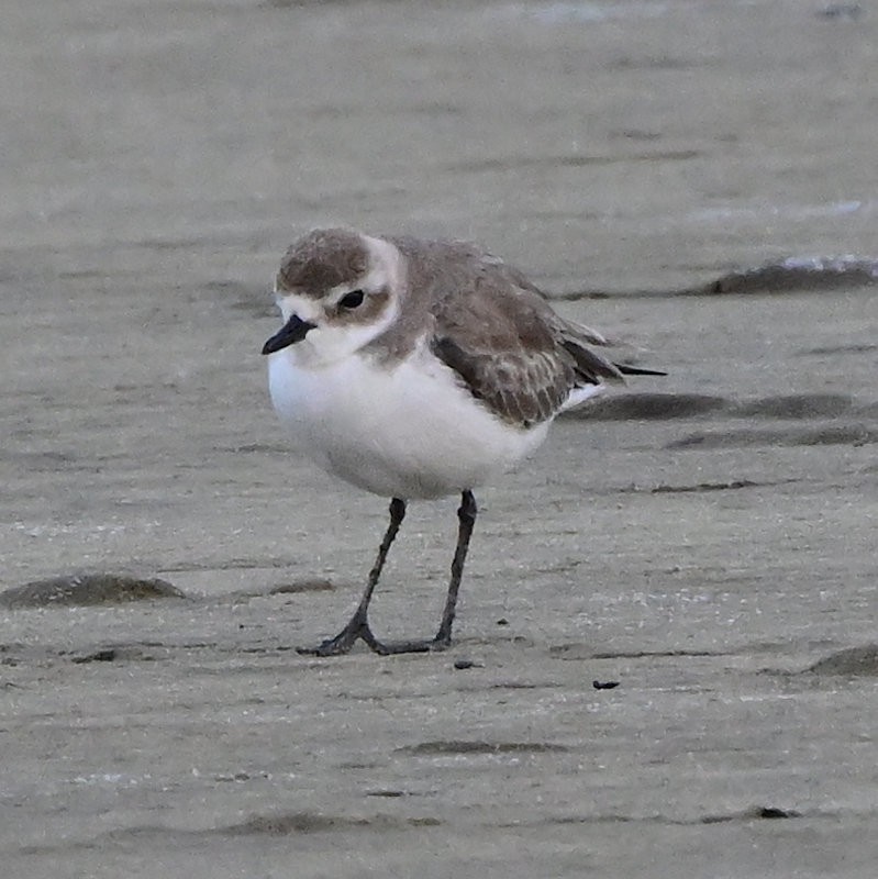 Tibet Cılıbıtı - ML649053094