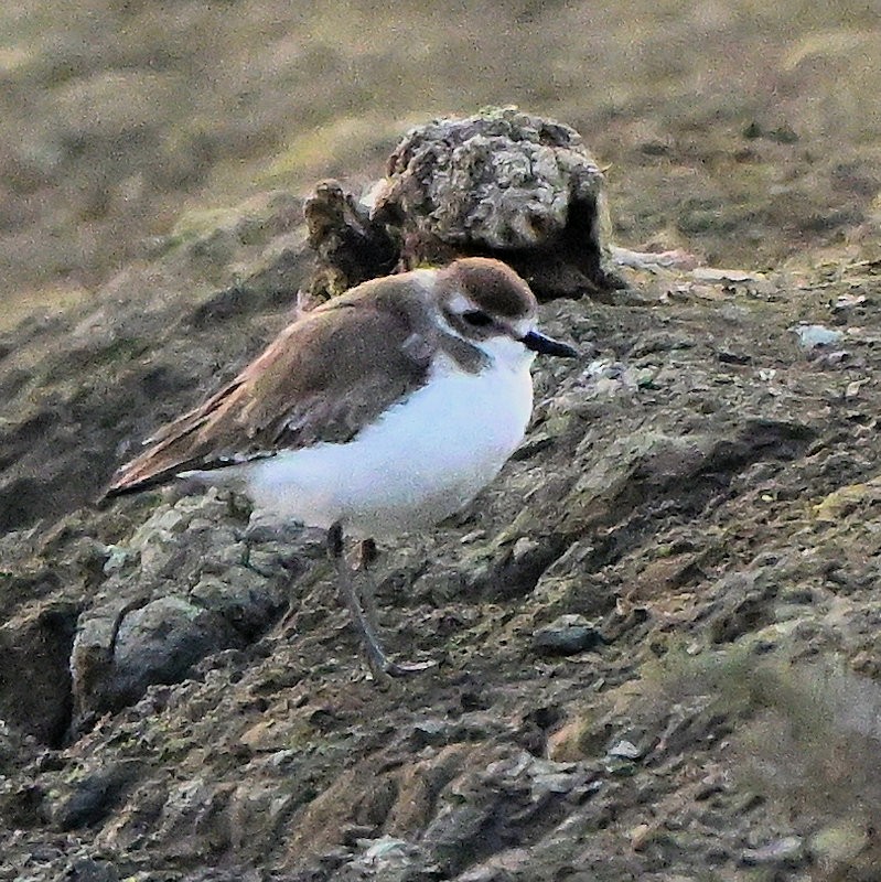 Tibet Cılıbıtı - ML649053095