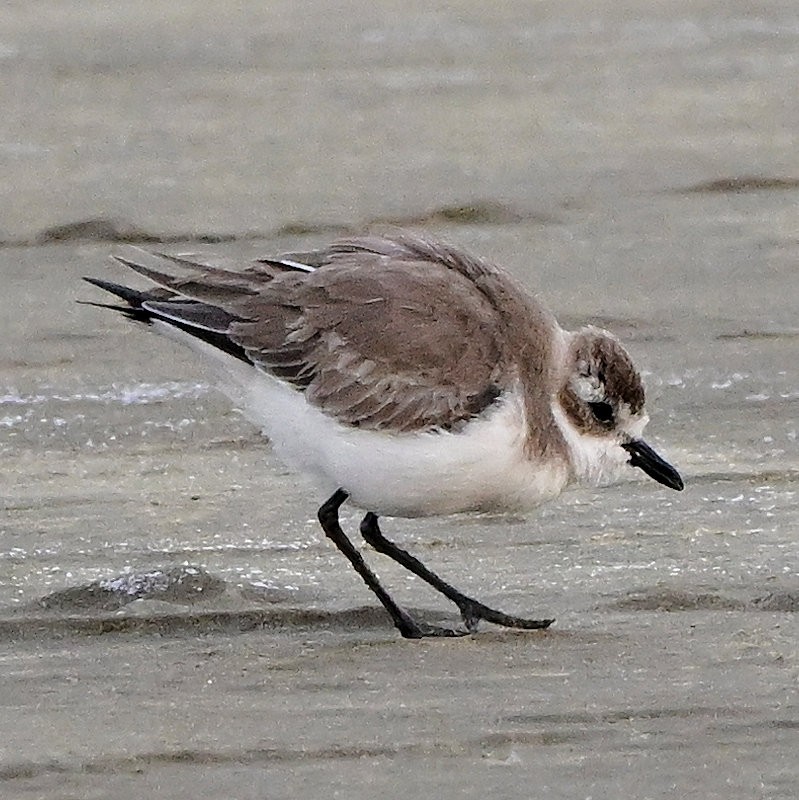 Tibet Cılıbıtı - ML649053096