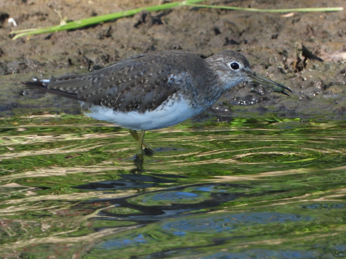 Solitary Sandpiper - ML649053230