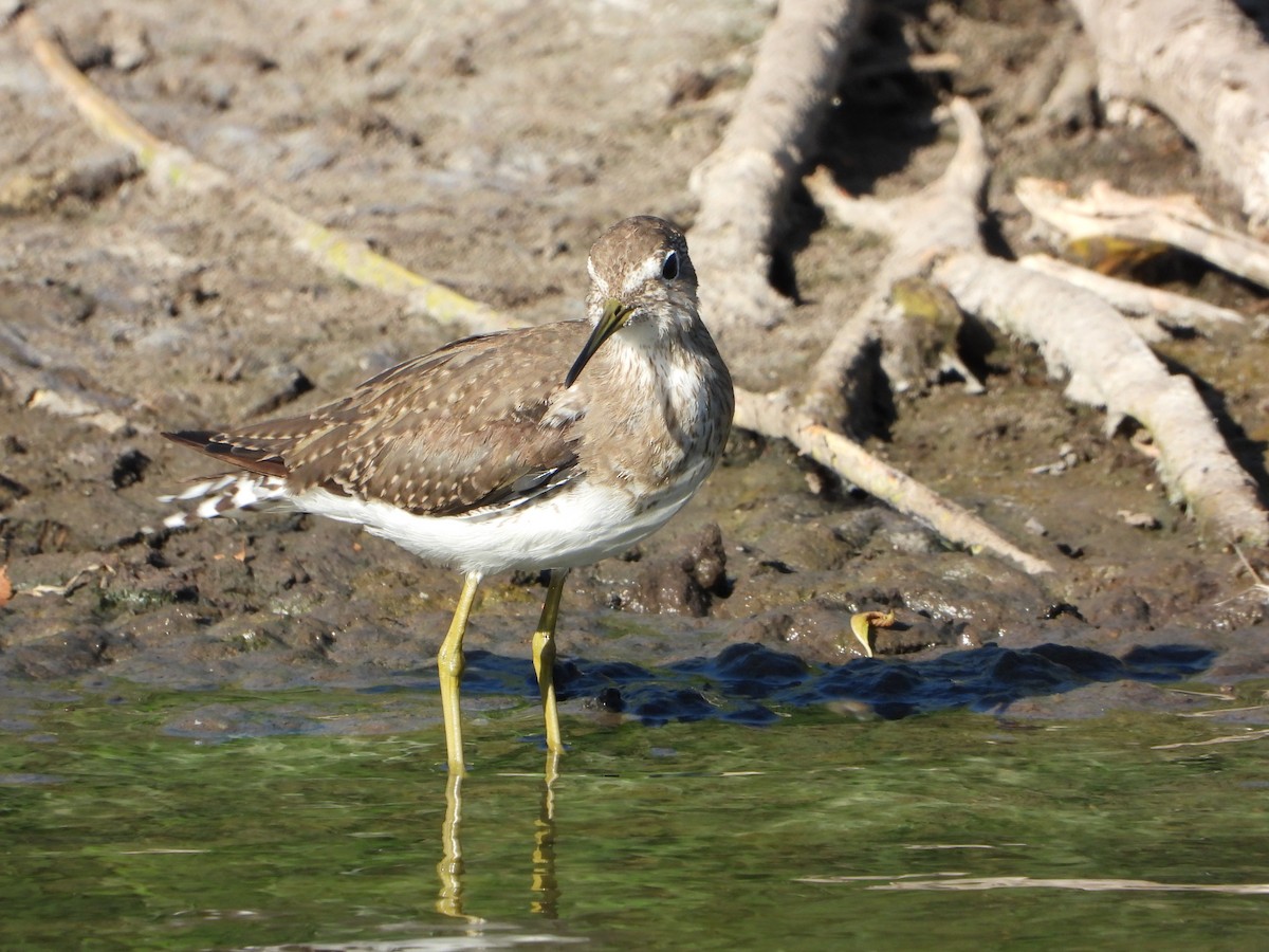 Solitary Sandpiper - ML649053231