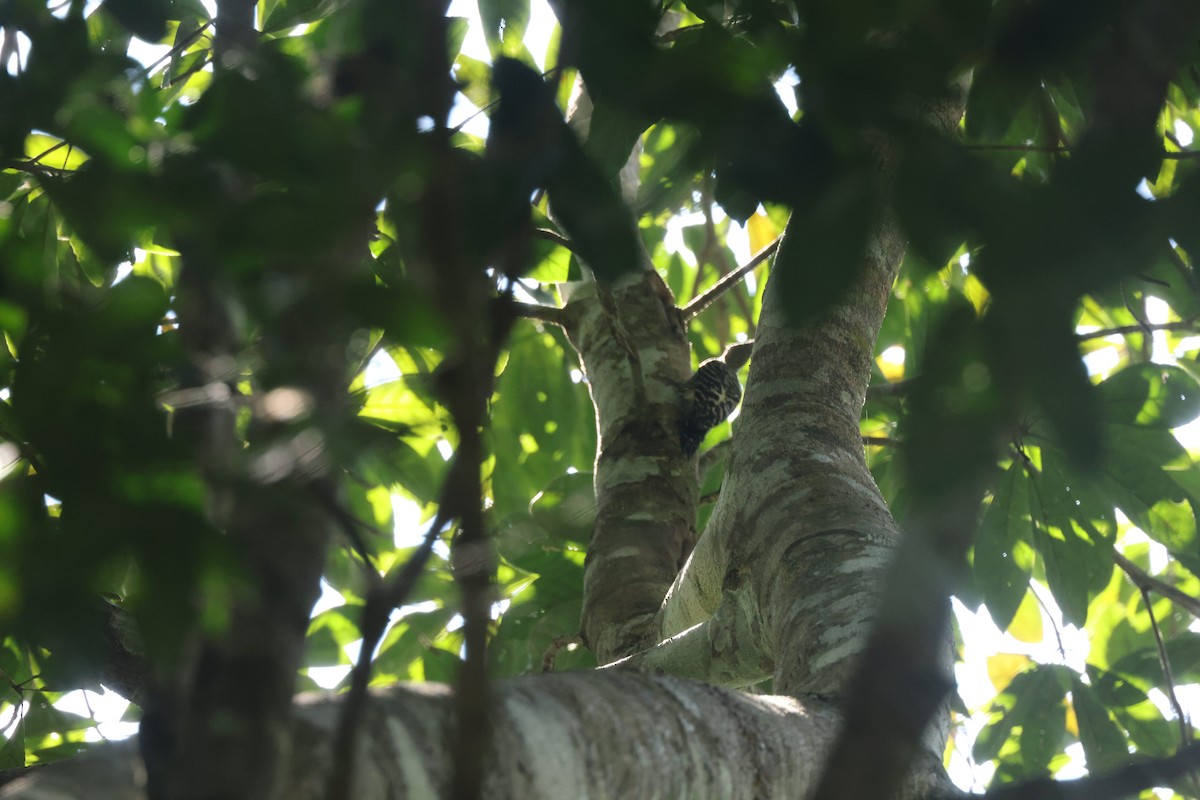Buff-rumped Woodpecker - ML649053348