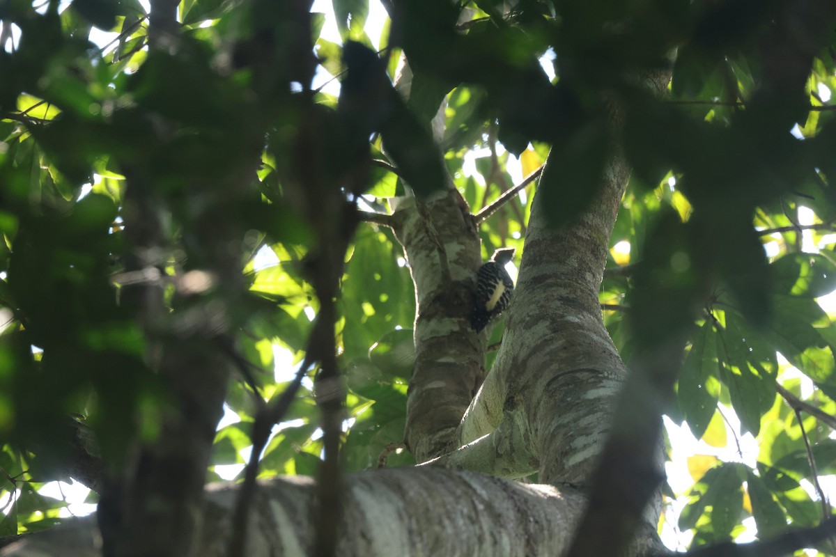 Buff-rumped Woodpecker - ML649053349