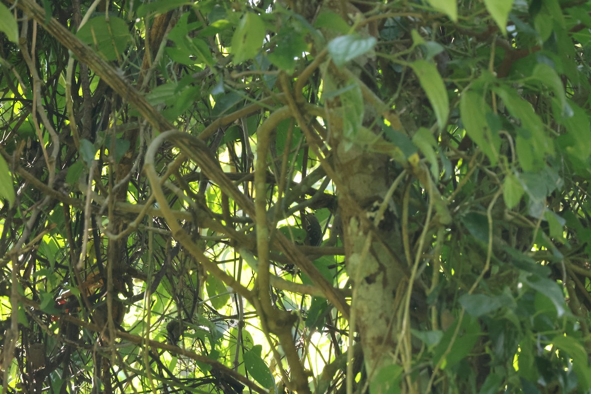 Buff-rumped Woodpecker - ML649053350