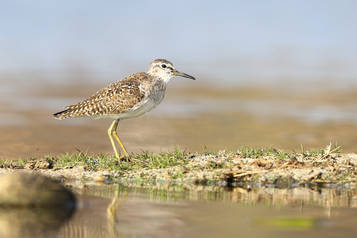 Kuliska pikarta - ML649053690