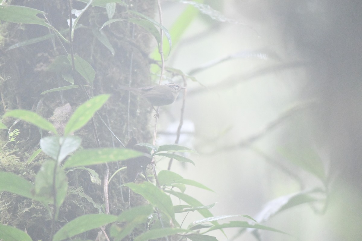 Costa Rican Warbler - ML649054173