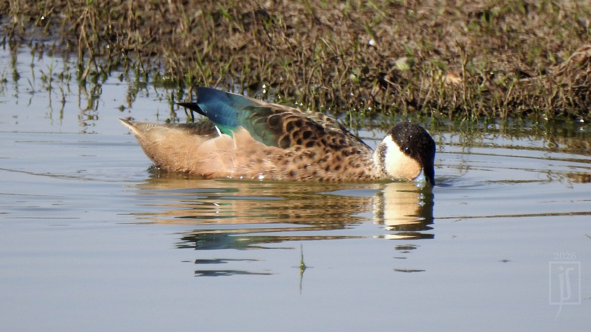 Sarcelle à bec bleu - ML649054673