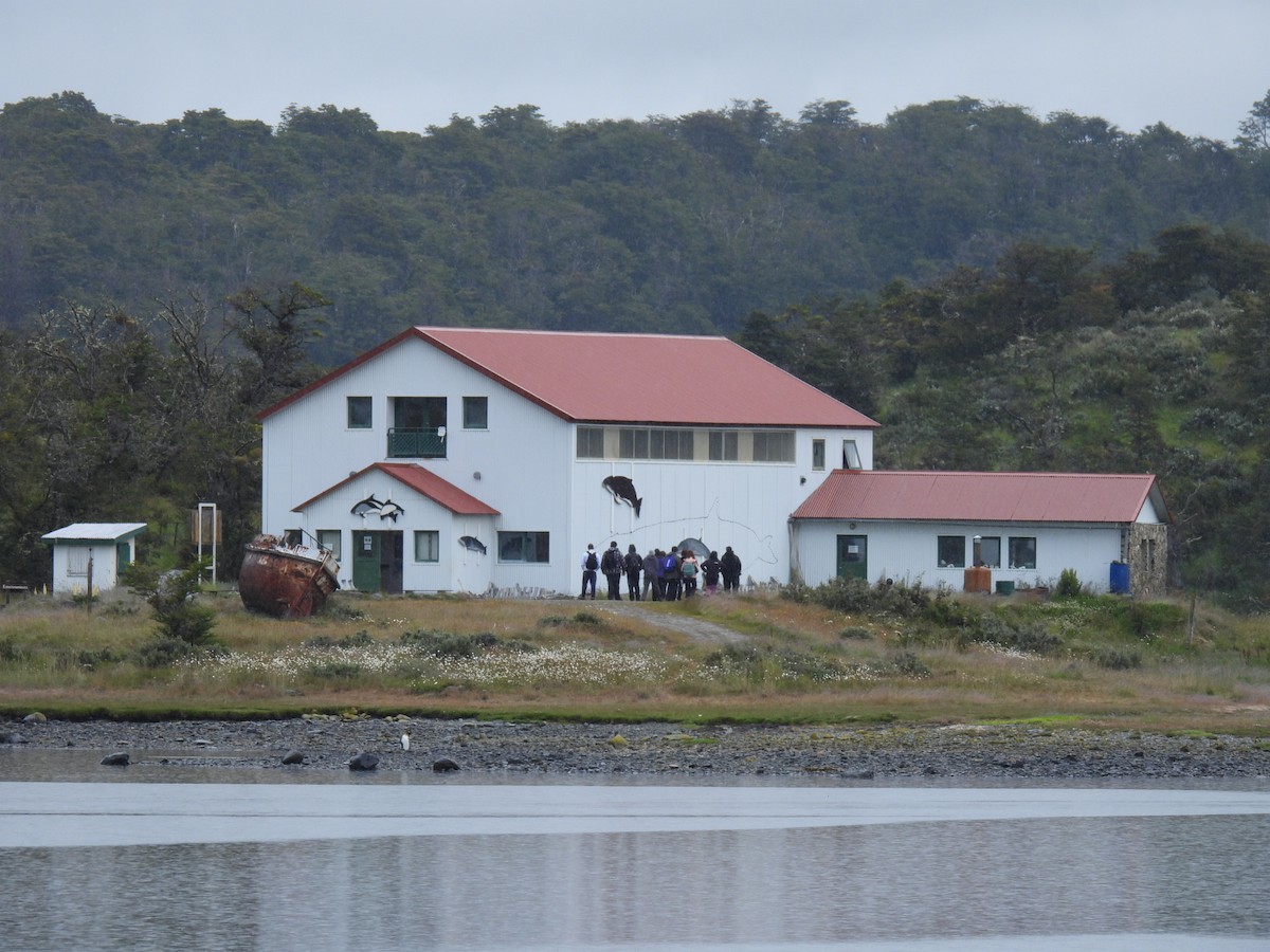 King Penguin - ML649054758