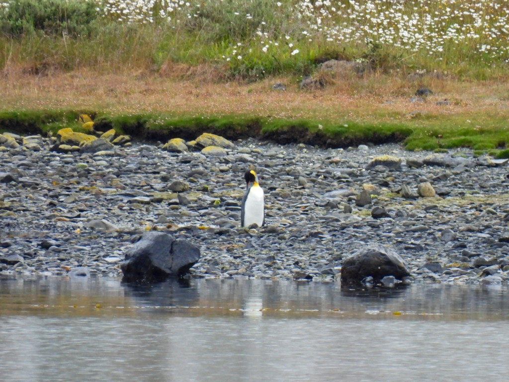 King Penguin - ML649054765