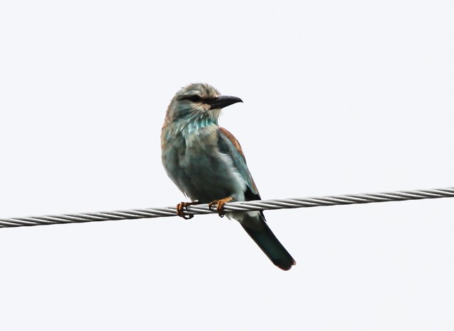 Rollier d'Europe - ML649055130