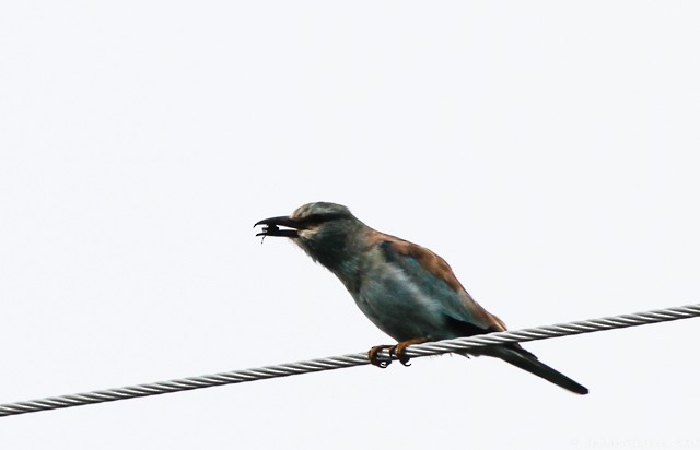 Rollier d'Europe - ML649055137