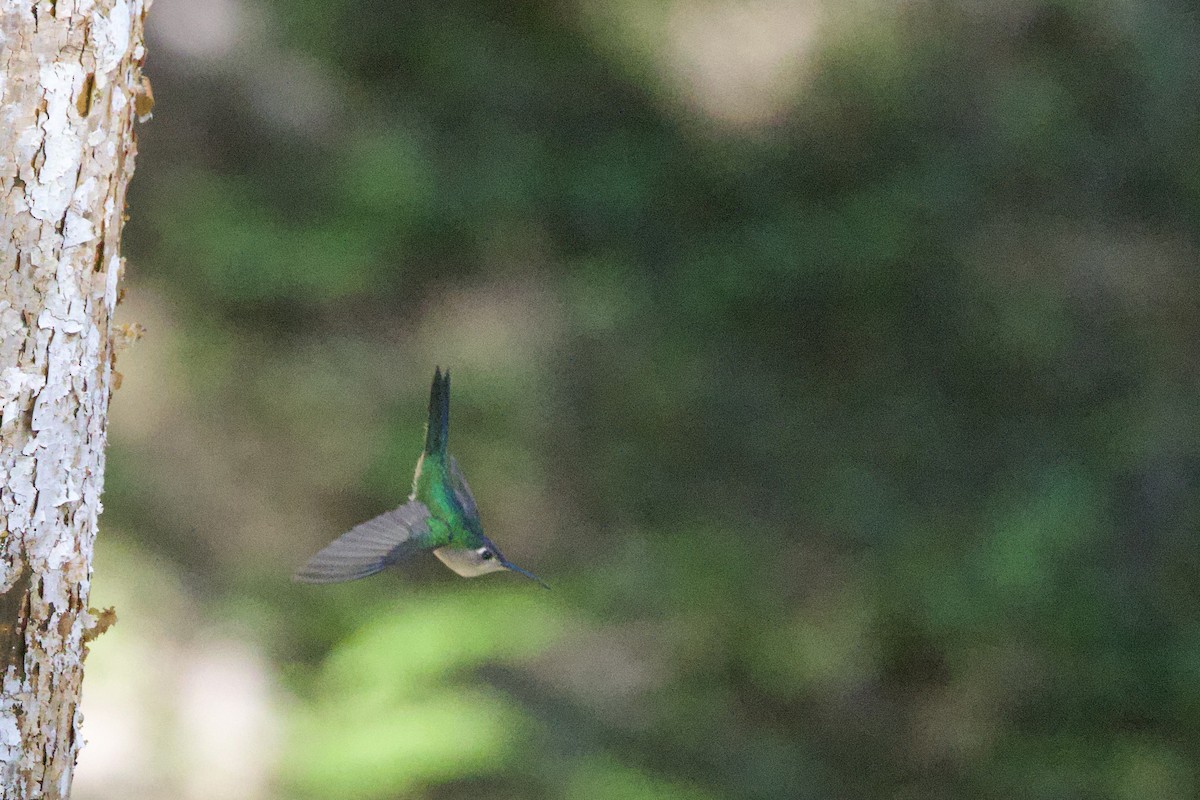 Wedge-tailed Sabrewing - ML649055204