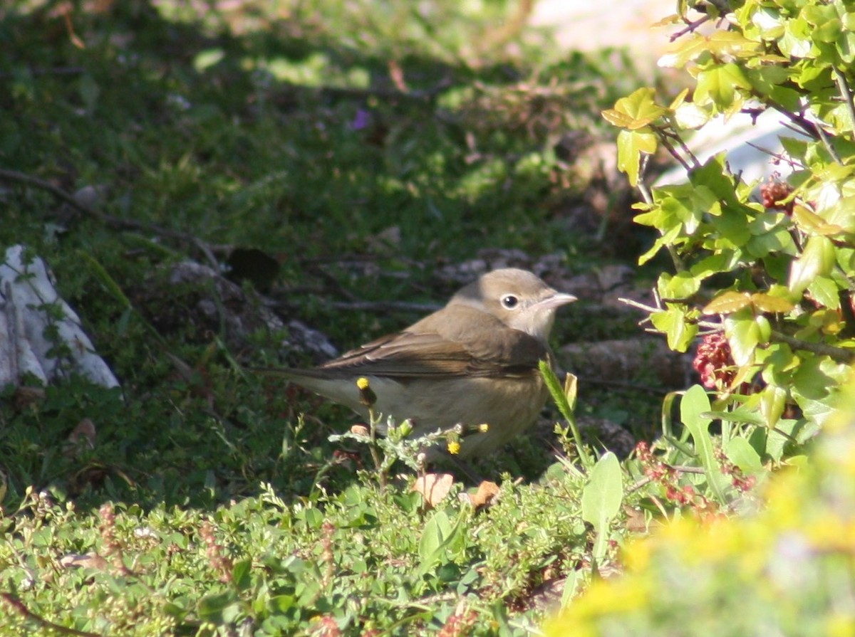 Fauvette des jardins - ML649055208