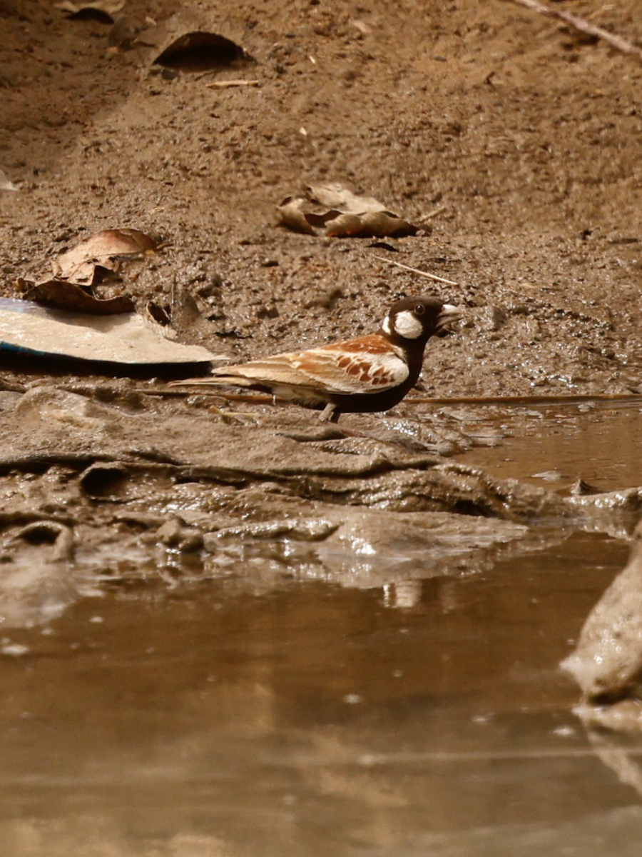 Terrera Orejiblanca - ML649055301