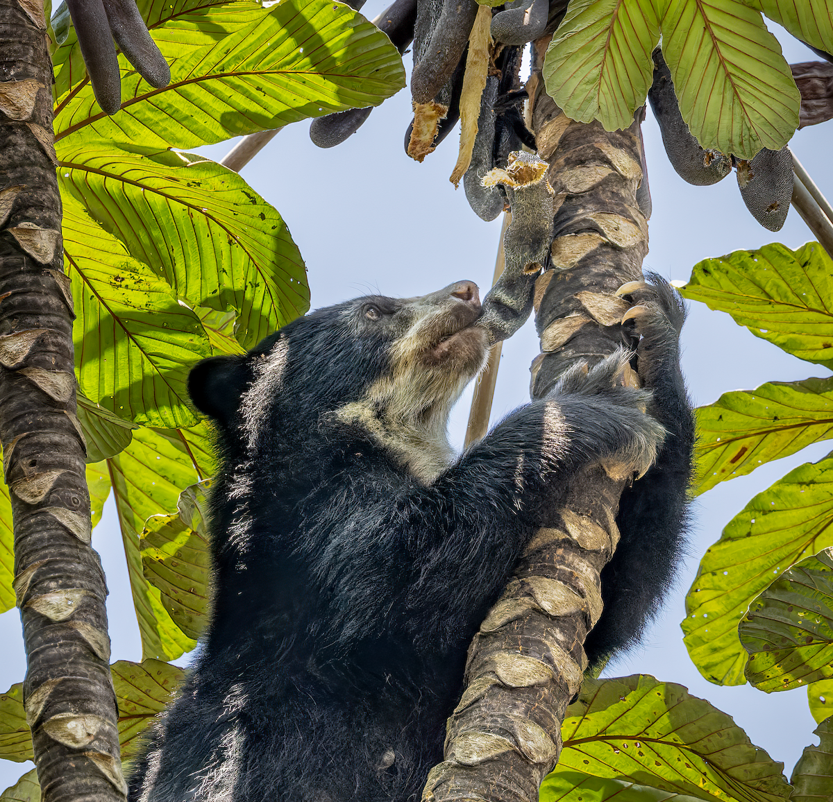 Spectacled Bears - ML649055314
