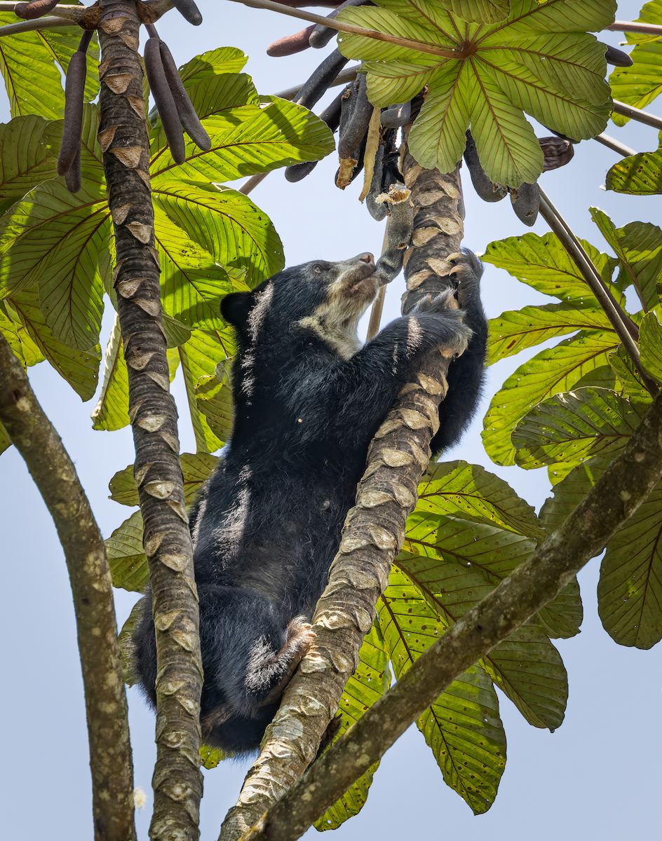 Spectacled Bears - ML649055315