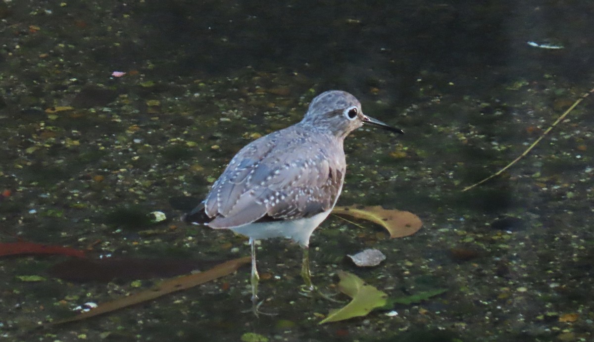 Solitary Sandpiper - ML649055316