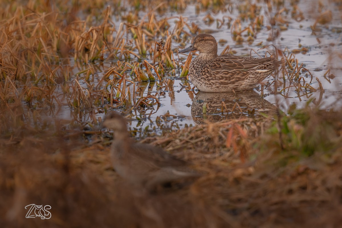 Green-winged Teal - ML649055814