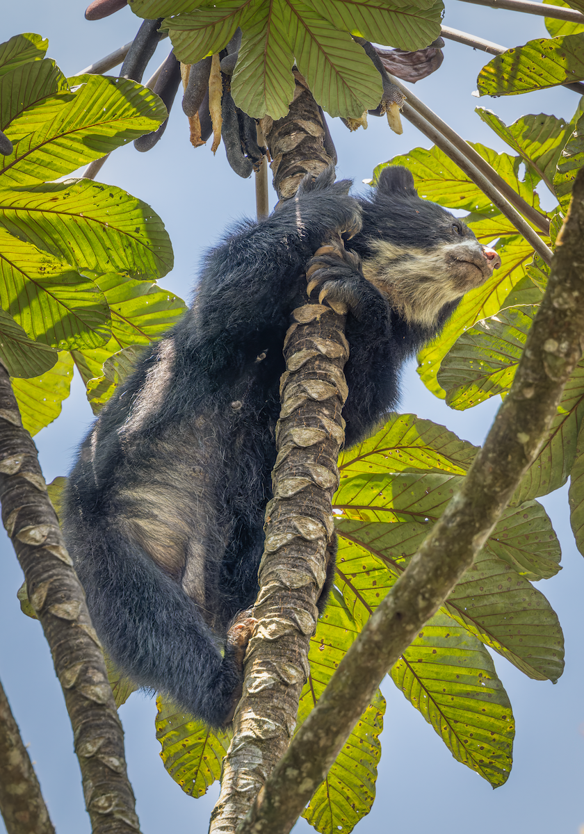 Spectacled Bears - ML649055921
