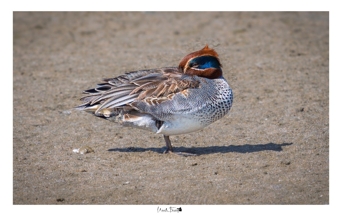 Green-winged Teal - ML649056264
