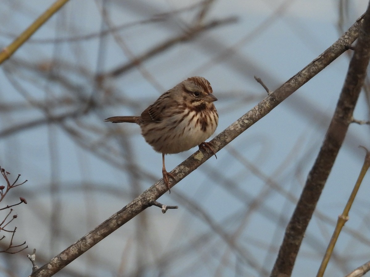 Song Sparrow - ML649056277