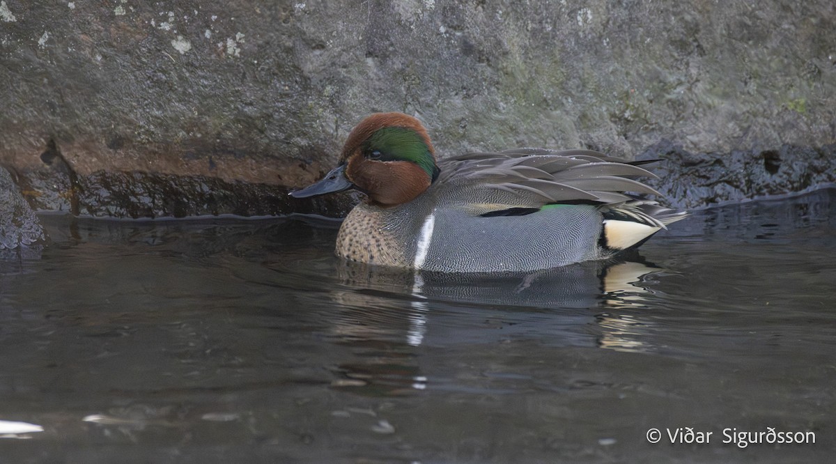 Green-winged Teal - ML649056308