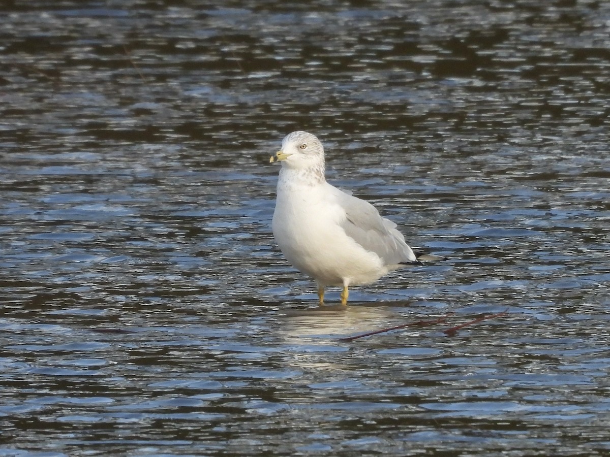 Ring-billed Gull - ML649056431