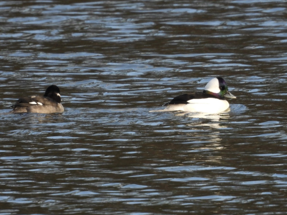 Bufflehead - ML649056461