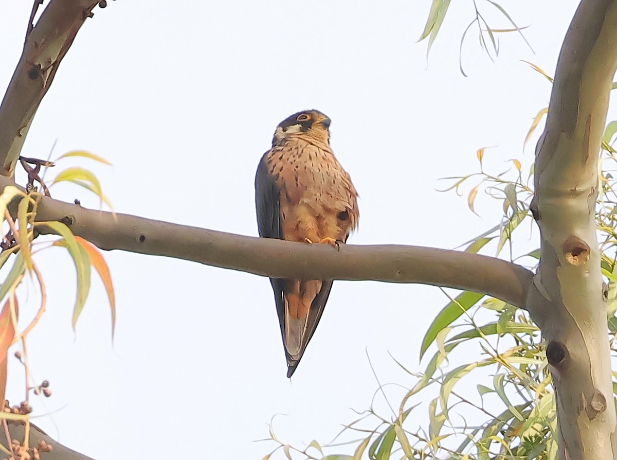 African Hobby - ML649056504