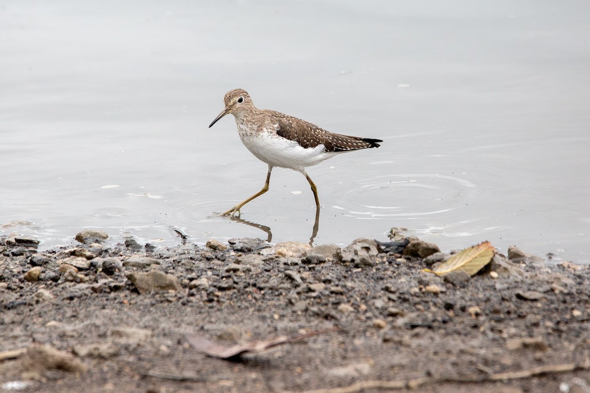 Solitary Sandpiper - ML649056551