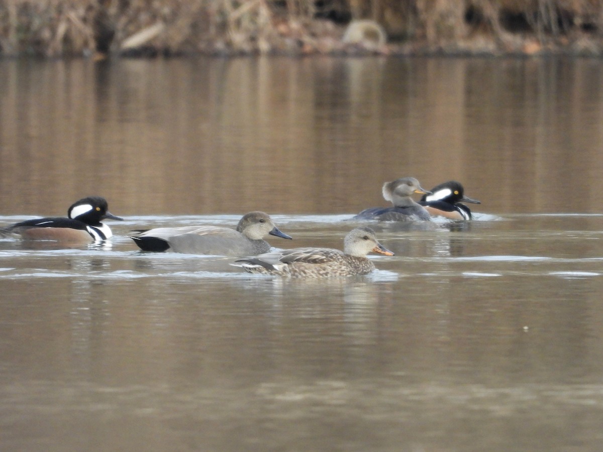 Gadwall - ML649056658