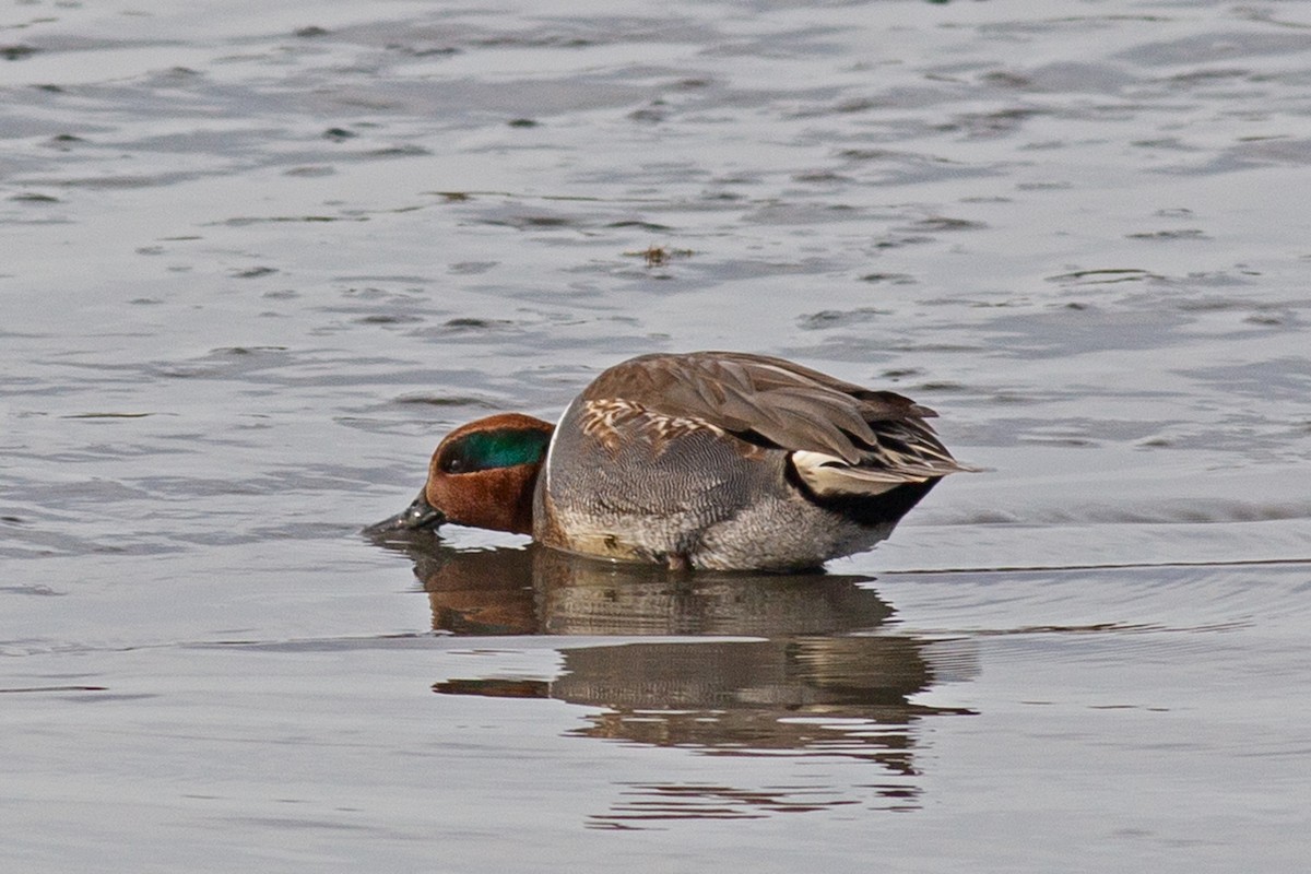 Green-winged Teal - ML649057267
