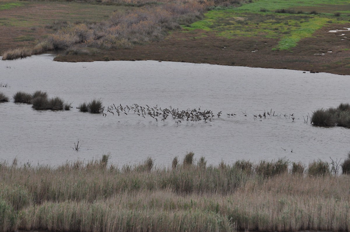 Green-winged Teal - ML649057300
