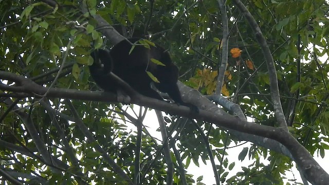 Spider Monkeys - ML649057752